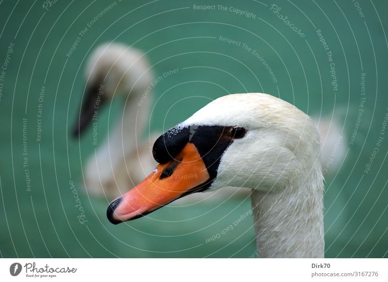 Swan Portrait Vacation & Travel Water Park Pond Lake Brook Palma de Majorca Animal Wild animal Bird Animal face Mute swan waterfowl Beak Head 2 Baby animal