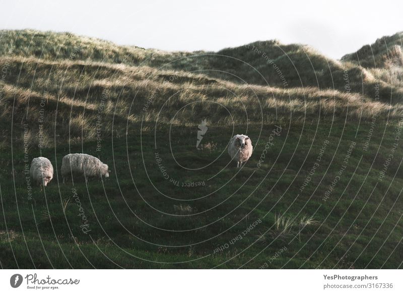 Dunes with green moss and high grass and sheep on Sylt island Vacation & Travel Summer Environment Nature Landscape Sand Sunrise Sunset Sunlight Spring