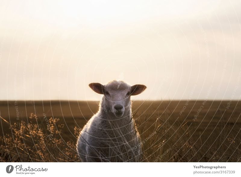 White sheep portrait in high grass on Sylt island at sunrise Vacation & Travel Summer Summer vacation Sun Sunbathing Island Nature Landscape Animal Sand Sunrise