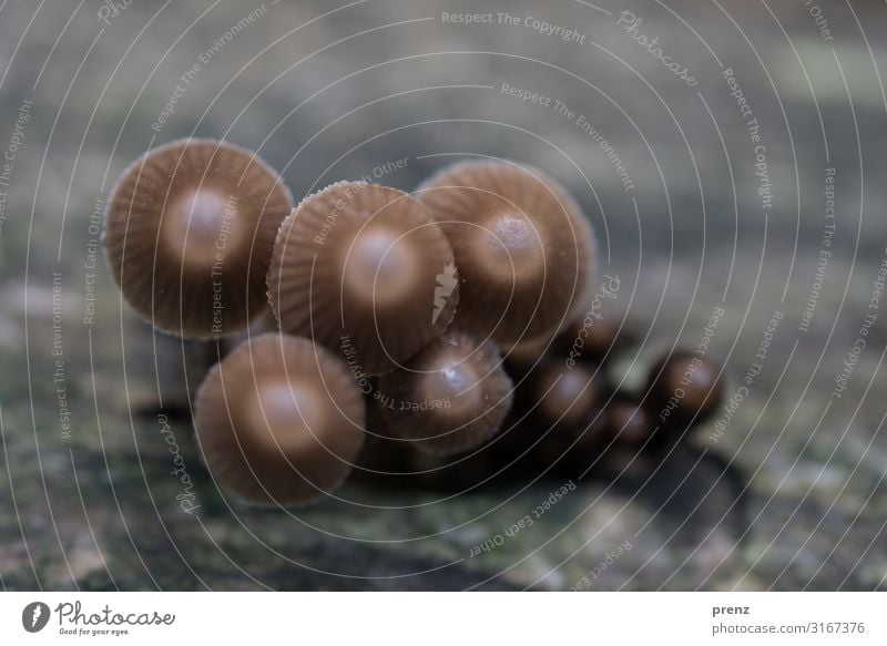 Cuddle group young Environment Nature Autumn Brown Umbrellas & Shades Mushroom Group of objects Colour photo Exterior shot Deserted Copy Space top Day