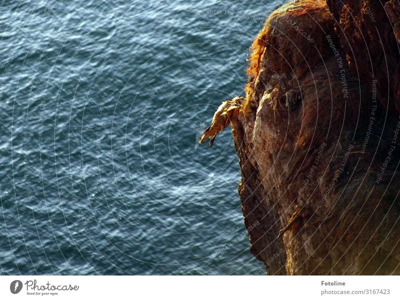 Death at the red rock Environment Nature Elements Water Waves Coast North Sea Ocean Animal Wild animal Bird 1 Bright Wet Natural Blue Brown Northern gannet