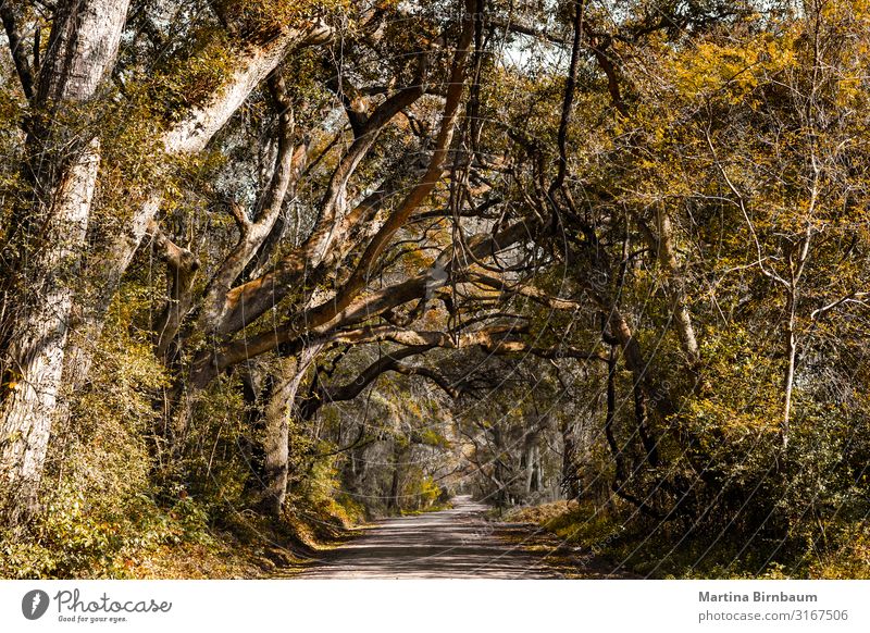 Alleyway with old oak trees and spanish moss Vacation & Travel Summer Garden Environment Nature Landscape Tree Grass Moss Park Street Lanes & trails Old