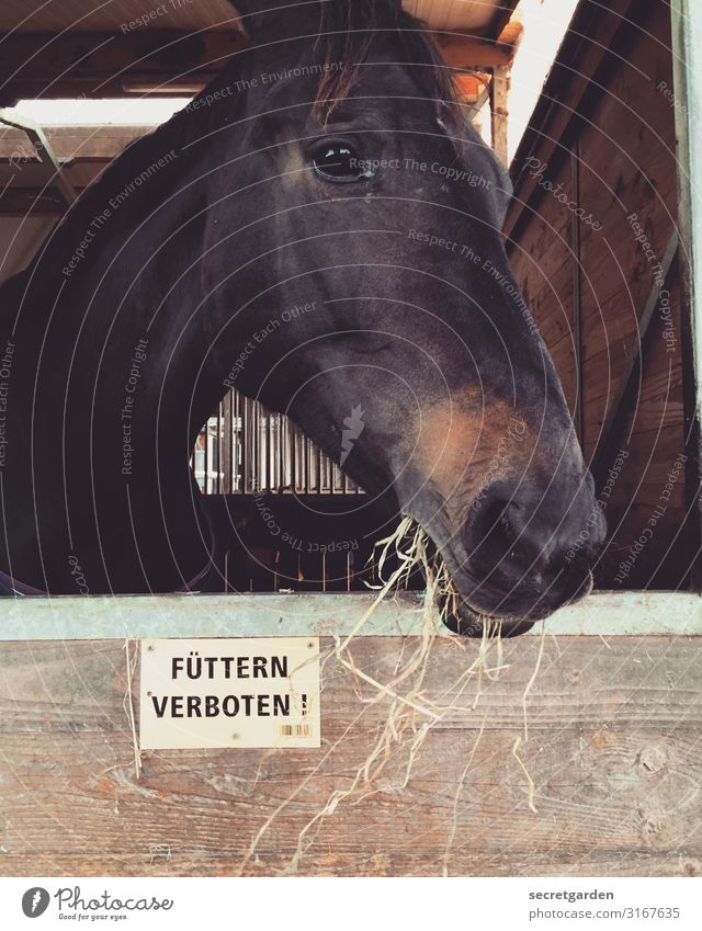 rebellious. Eating Vegetarian diet Ride Animal Horse Animal face 1 Wood Signs and labeling Signage Warning sign To feed Feeding Curiosity Juicy Brown