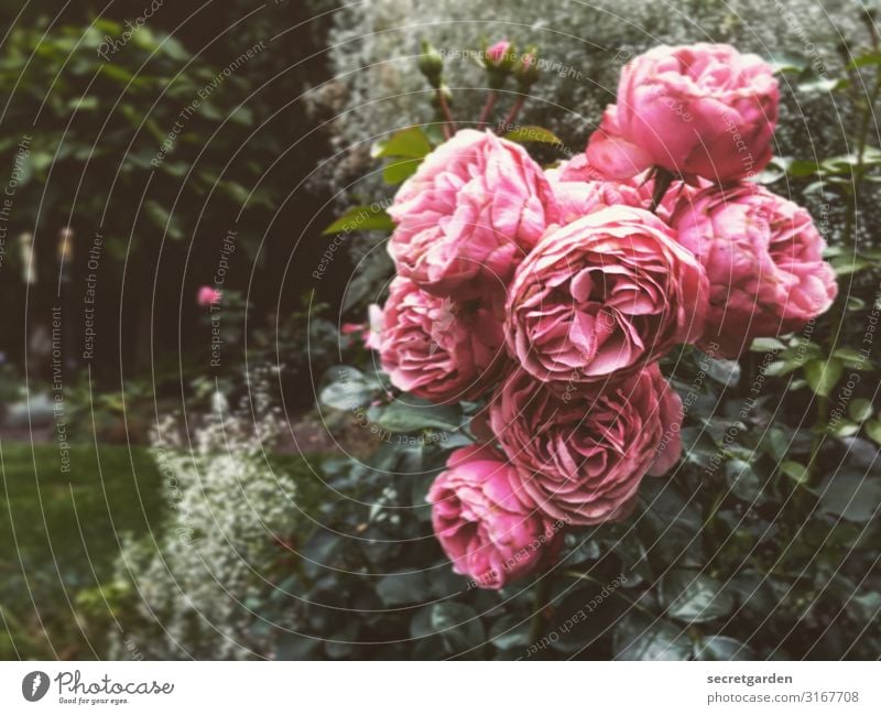 Pink Father's Day greetings. Analog roses Rose blossom Rose plants Rose garden Garden Bush rose shrub bleed full bloom blossoming Summer Summery green pink