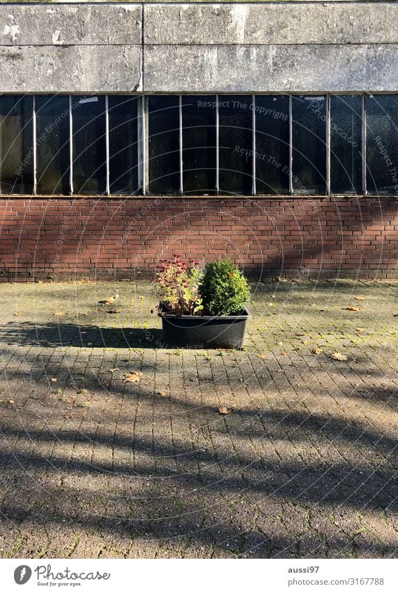 front garden idyll Plant Front garden Window box Untidy Unkempt Shadow Wall (barrier) Concrete brick bucket Deserted Uninhabited Hall Warehouse Gloomy