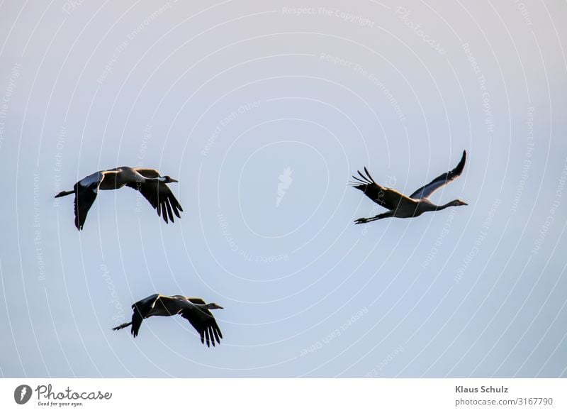 Kranische im Flug Kraniche Schreitvögel Vögel Nature Himmel Zugvögel Schwingen