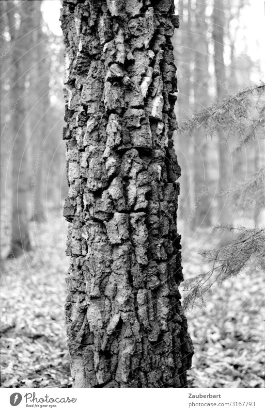 trunk Nature Tree Tree trunk Tree structure Tree bark Forest Old Stand Growth Authentic Natural Strong Gray Black Bravery Power Dependability Calm Honest