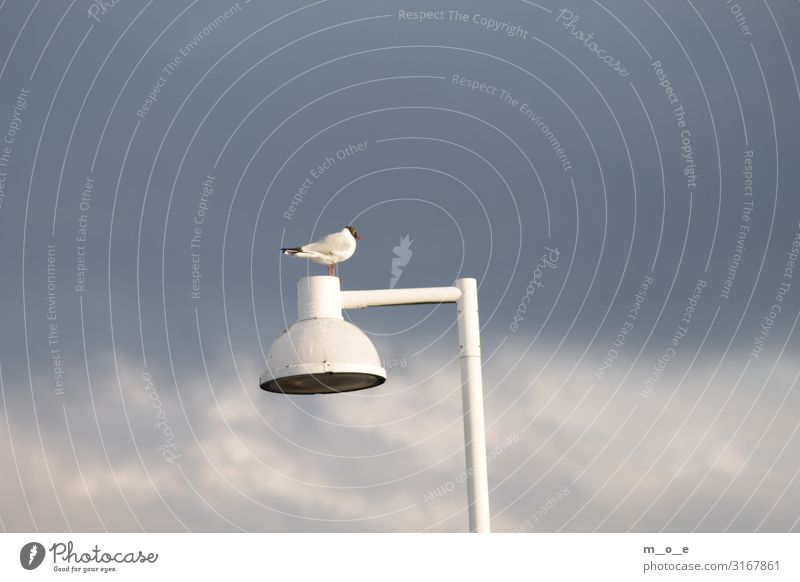 Seagull on street lamp Vacation & Travel Tourism Freedom Beach Ocean Island Sky Clouds Spring Summer Weather North Sea Fishing village Populated Street lighting