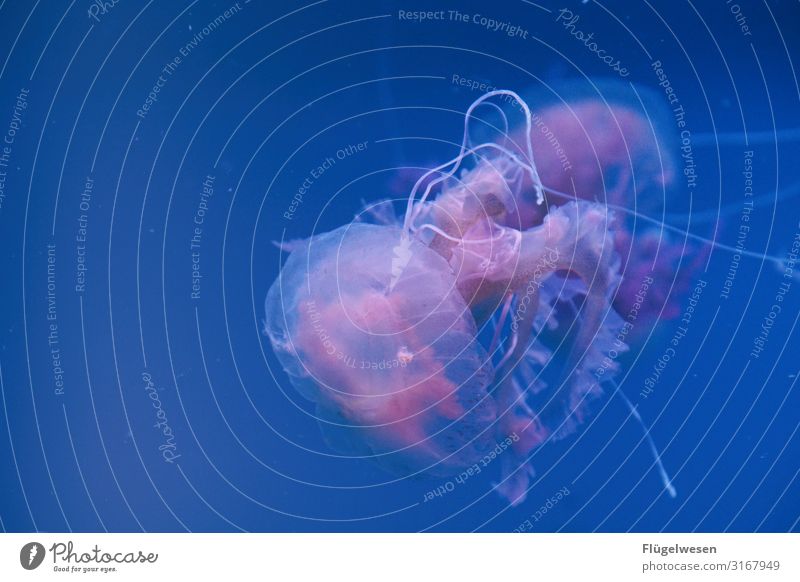 Jellyfish make all three of them plague with jellyfish Jellyfish Nebula jellyfish pool Water colourful Fishery Aquarium