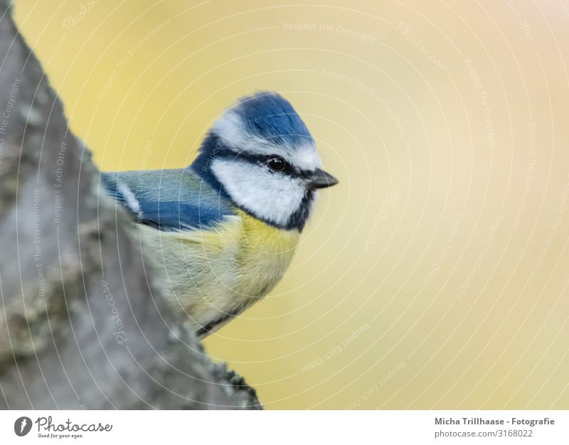 Blue tit looks out Nature Animal Sun Sunlight Beautiful weather Tree Branch Wild animal Bird Animal face Wing Tit mouse Head Beak Eyes Feather Plumed 1 Observe