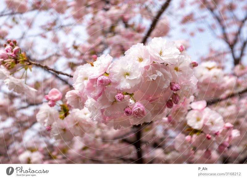 sakura Environment Nature Spring Weather Beautiful weather Blossom Cherry tree Cherry blossom Cherry Blossom Festival Forest Esthetic Freedom Joy Peace Climate