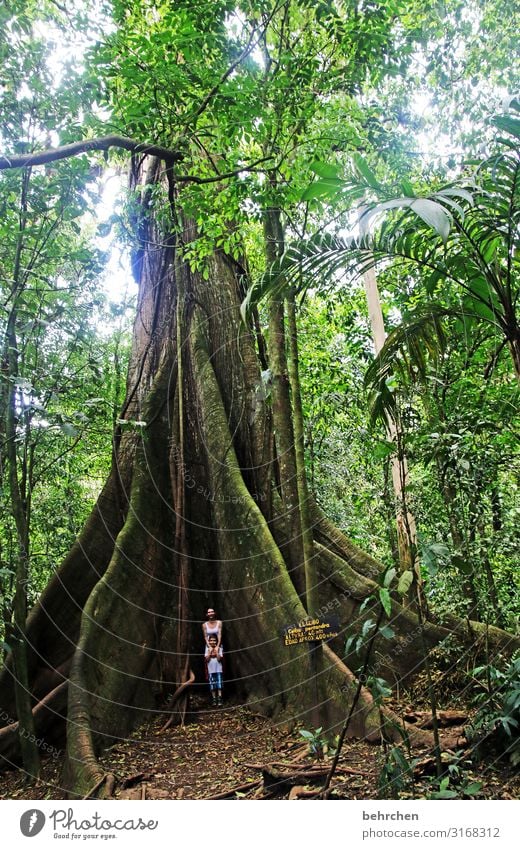 old || like a tree... green leaves Impressive Light Virgin forest Wanderlust Landscape Exceptional Fantastic Costa Rica Nature Vacation & Travel Tourism Trip