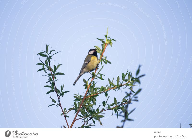 Great tit on a willow branch Nature Animal Wild animal Bird Tit mouse Small Blue Yellow Black copy space feathers fly great tit nobody songbird tree wings