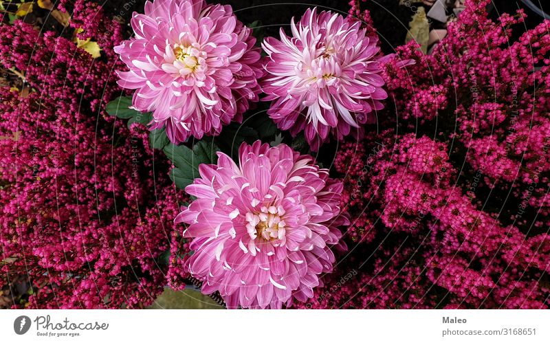 Purple purple aster flowers Aster Autumn Autumnal Beautiful Blossom Blossoming Flower Botany Colour Multicoloured Daisy Decoration Plant Garden Gardening Nature