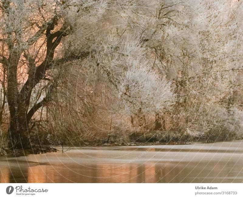 winter dream Winter Snow Wallpaper Card mourning card Feasts & Celebrations Christmas & Advent Funeral service Nature Plant Ice Frost Tree River bank