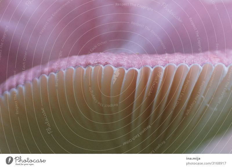 Mushroom in detail Environment Nature Plant Autumn Mushroom cap Mushroom picker Forest Colour photo Subdued colour Exterior shot Deserted Copy Space left