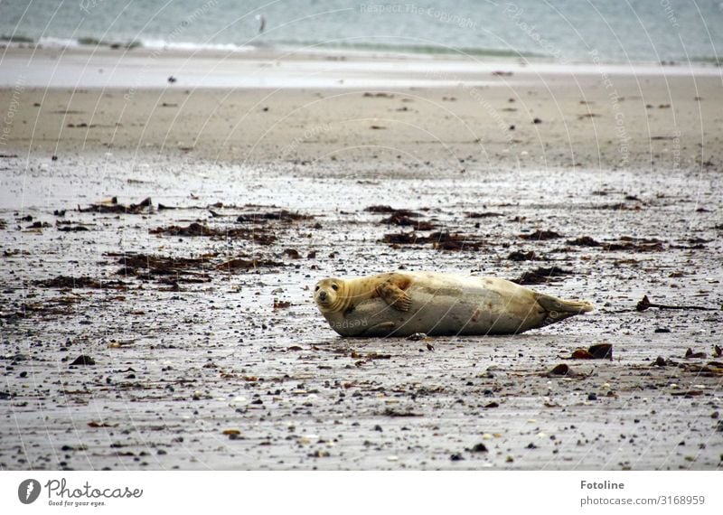 Chill on the beach Environment Nature Landscape Elements Earth Sand Water Autumn Waves Coast Beach North Sea Ocean Island Animal Wild animal Pelt 1 Free Hot