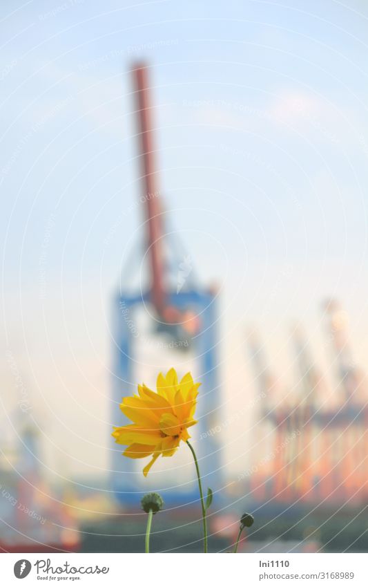 Garden on the Elbe beach | UT Hamburg Port City Blue Yellow Pink Crane Twilight Sunset Dockside crane Goods lift Silhouette Vantage point Flower övelgönne