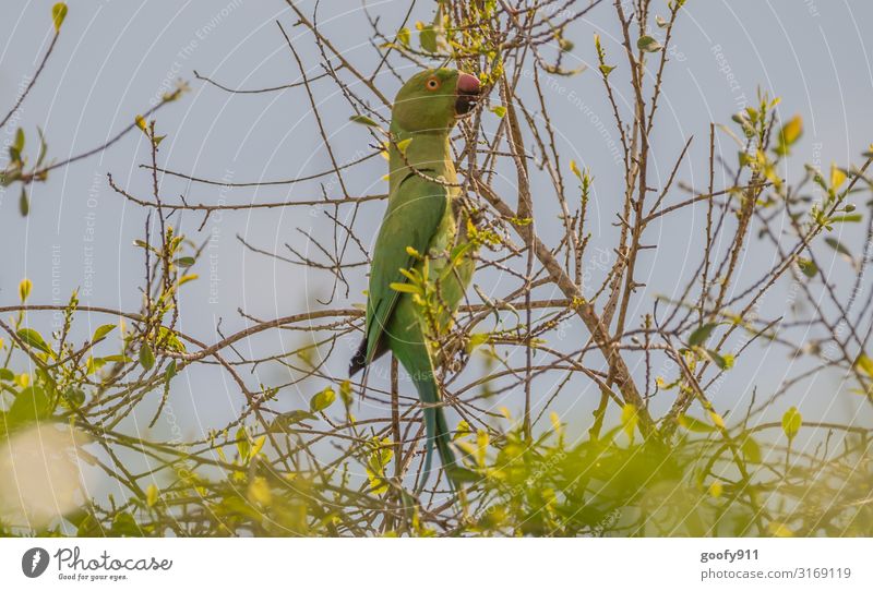 Parrot Trip Adventure Freedom Safari Expedition Environment Sky Tree Bushes Virgin forest Animal Wild animal Bird Animal face Wing Parrots 1 Observe Discover