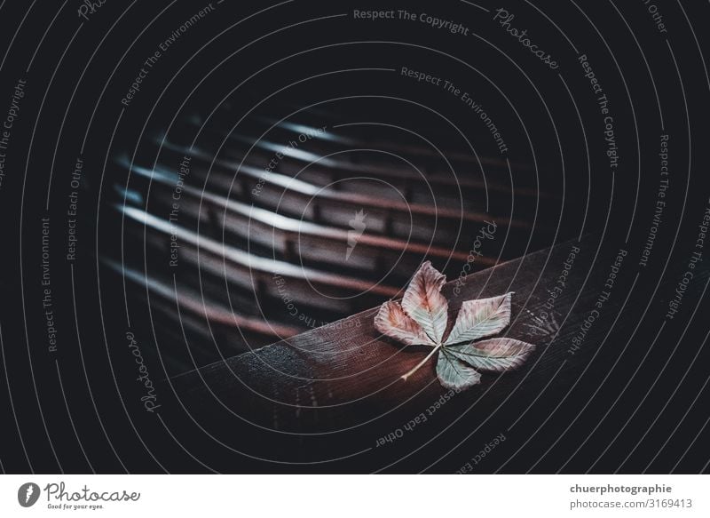 The Room of Silence. . . Funeral service Plant Leaf Sadness Dark Brown Multicoloured Yellow Green Orange Black Emotions Love Compassion Humanity Calm Hope