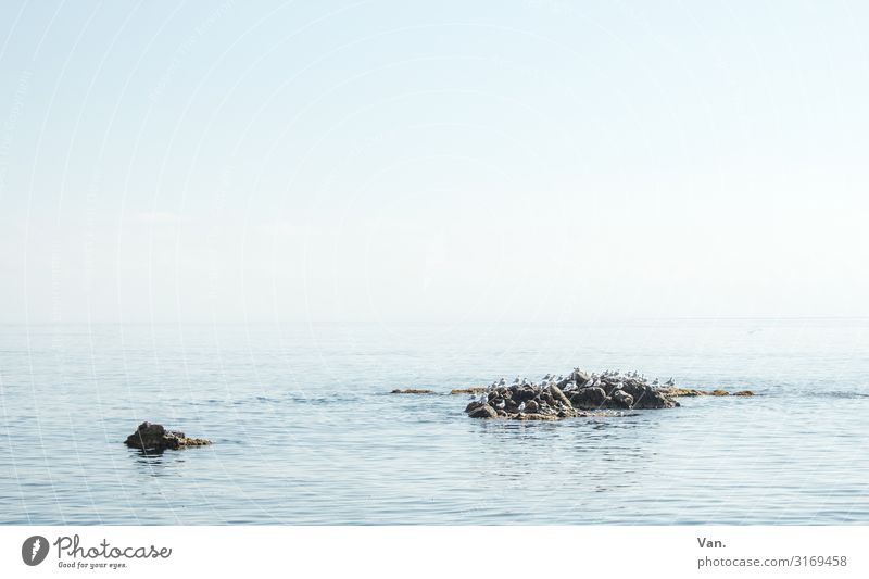 Mine! Nature Animal Water Sky Cloudless sky Autumn Rock Ocean Island Wild animal Bird Seagull Group of animals Flock Bright Blue Calm Colour photo