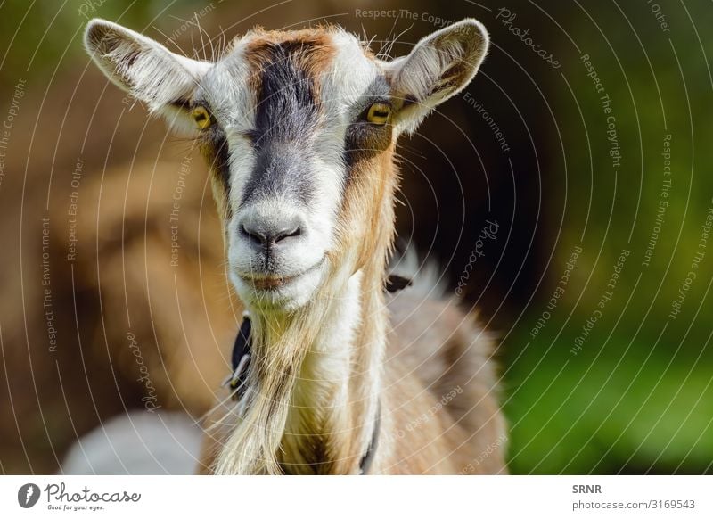 Goat Animal animal husbandry billy goat domestic goat domesticated fauna Goats Goatee livestock Mammal muzzle neb Ruminant Portrait photograph