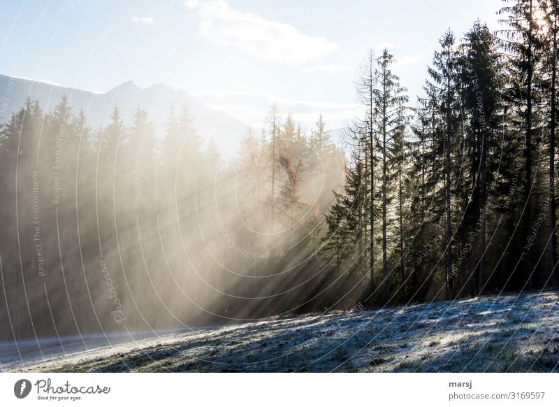 a cold day Life Harmonious Nature Landscape Winter Beautiful weather Fog Ice Frost Meadow Forest Exceptional Cold Power Purity Hope Loneliness Pure Surprise