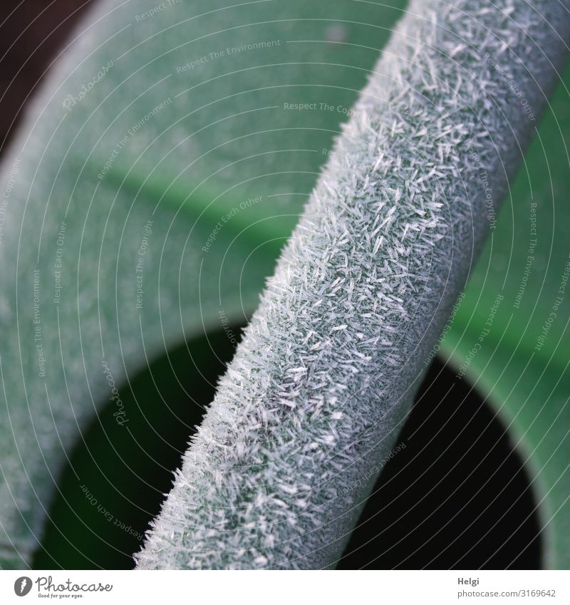 Close-up of a green watering can with bizarre ice crystals on the handle Autumn Winter Ice Frost Watering can Door handle Freeze Stand Authentic Exceptional