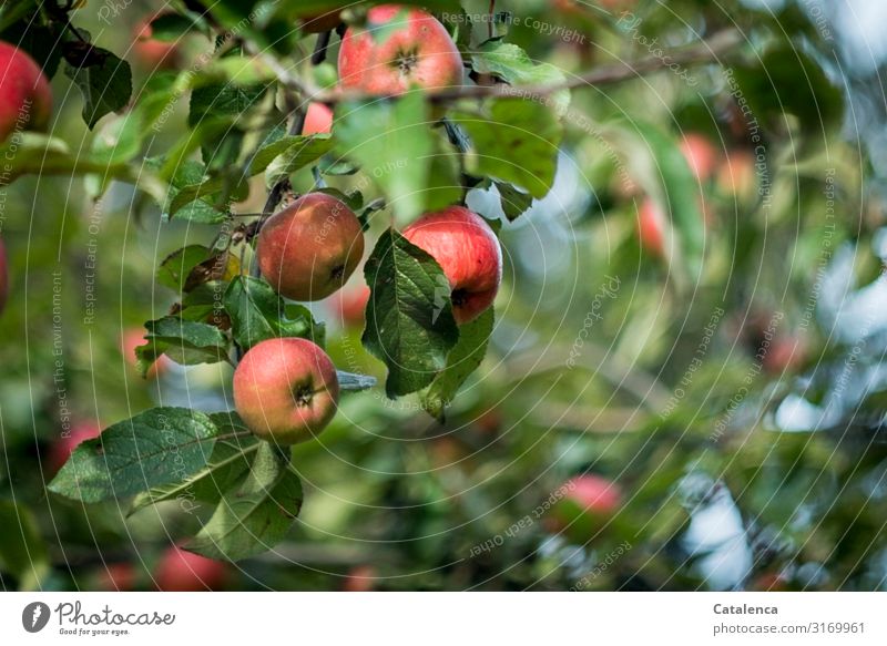 Ripe red apples hanging on the branch of apple tree Apple Fruit Nutrition Nature Plant Sky Summer Beautiful weather Tree Leaf Apple tree Pomacious fruits