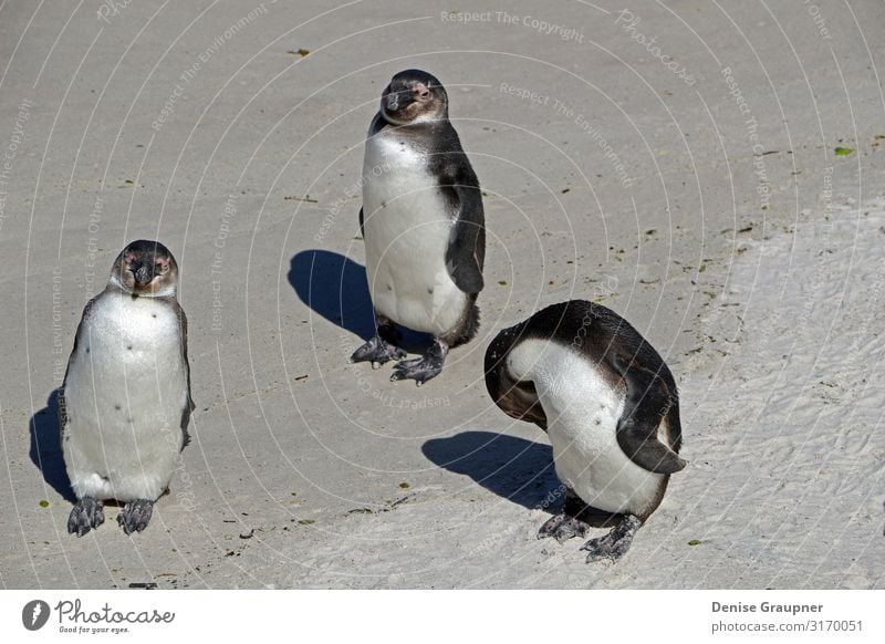 3 penguins on the beach of Cape Town in South Africa Vacation & Travel Summer Beach Environment Nature Sand Climate Beautiful weather Wild animal Animal three