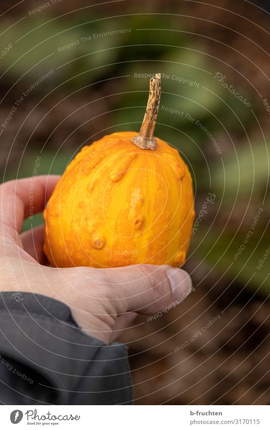 small pumpkin hold Thanksgiving Hallowe'en Hand Fingers Autumn Garden Work and employment Select To hold on Fresh Orange Beautiful Pumpkin Small Decoration