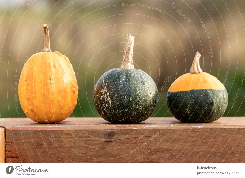 ornamental pumpkins Hallowe'en Autumn Garden Park Decoration Observe Simple Elegant Happiness Pumpkin Row Sequence 3 Difference Autumnal Colour photo