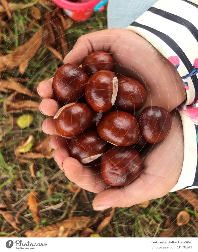 chestnut season Nature Autumn To hold on Brown Joy Infancy Accumulate Colour photo Exterior shot Close-up Day