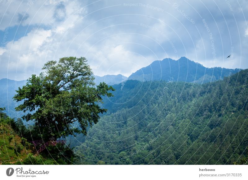 rain forest Environment Nature Landscape Summer Beautiful weather Tree Wild plant Forest Virgin forest Mountain Natural Blue Yellow Green Colour photo