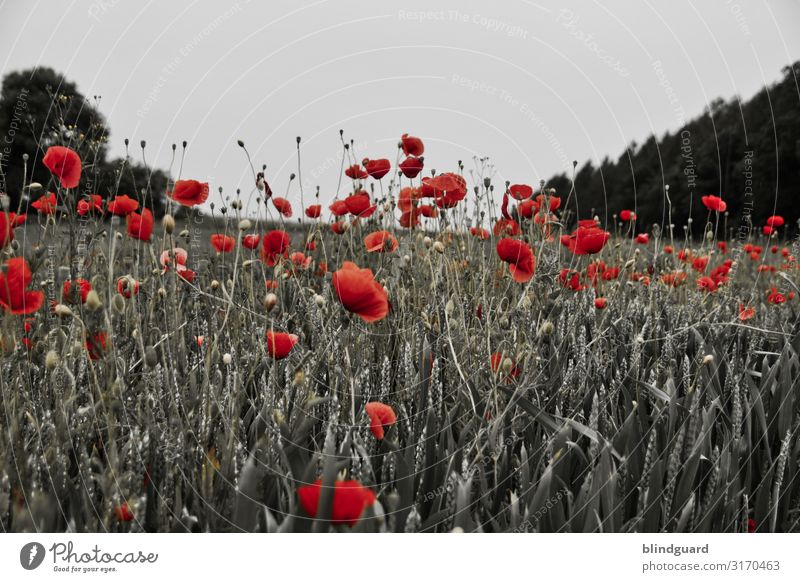 In Flanders Fields Grain Environment Nature Plant Sky Summer Climate Beautiful weather Tree Flower Grass Blossom Foliage plant Agricultural crop Wild plant