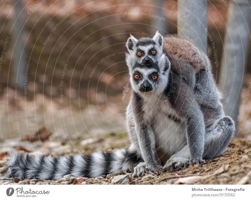 Katta with baby on the back Nature Animal Sunlight Beautiful weather Forest Wild animal Animal face Pelt Paw Monkeys Ring-tailed Lemur Half-apes Head Eyes Ear