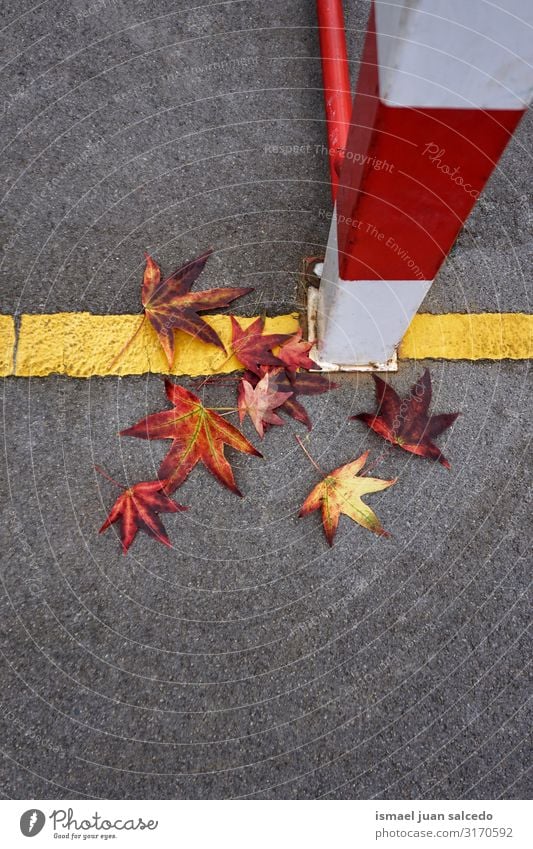 red leaves on the ground in autumn, autumn colors Leaf Red Loneliness Isolated Ground Nature Natural Exterior shot Neutral Background Consistency Fragile Autumn