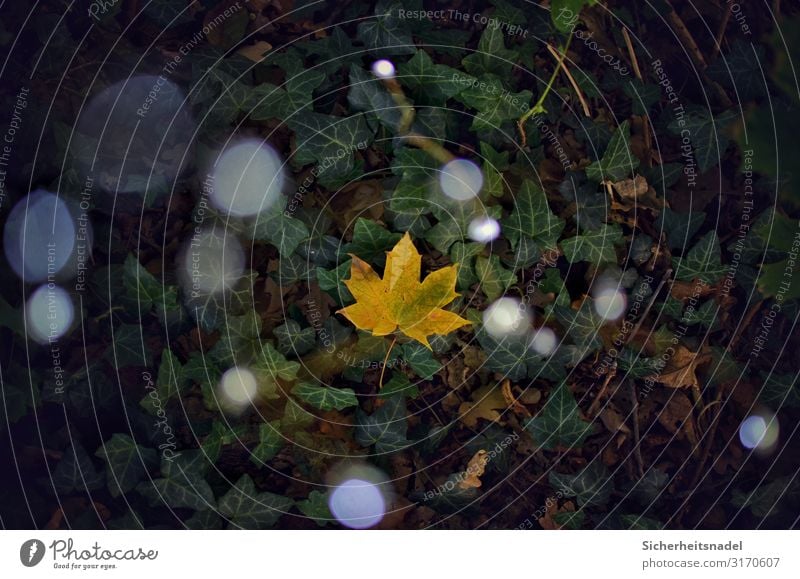 Maple leaf on ivy Nature Autumn Plant Leaf Forest Fairy lights Foliage plant Point of light Blur Colour photo Exterior shot Deserted Bird's-eye view