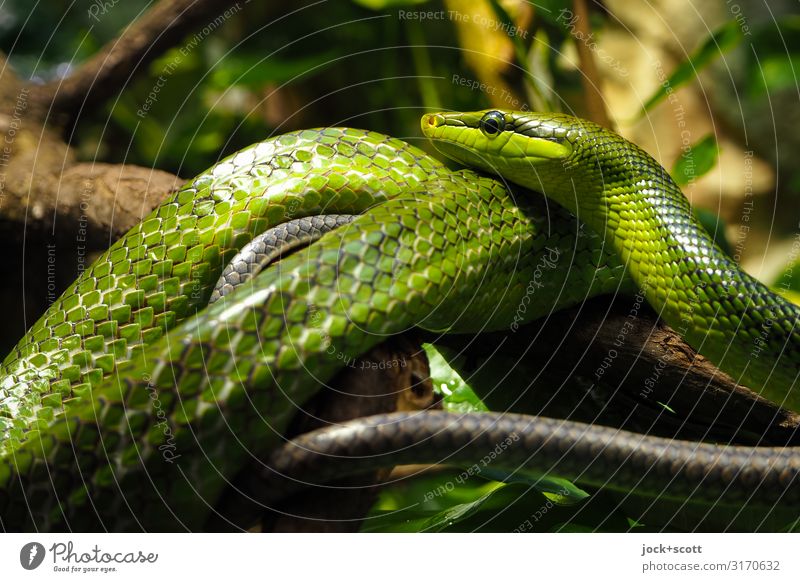 queues Amazonas Aquarium Green mamba 2 Pair of animals Lie Authentic Threat Exotic Glittering Long Moody Watchfulness Senses Flake Touch Bilious green Habitat