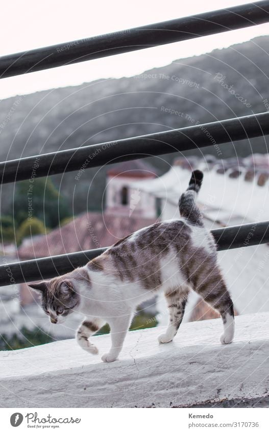 Beautiful cat of a mountain village walking along the ledge. Elegant Life Harmonious Calm Vacation & Travel Tourism Trip Adventure Freedom Mountain