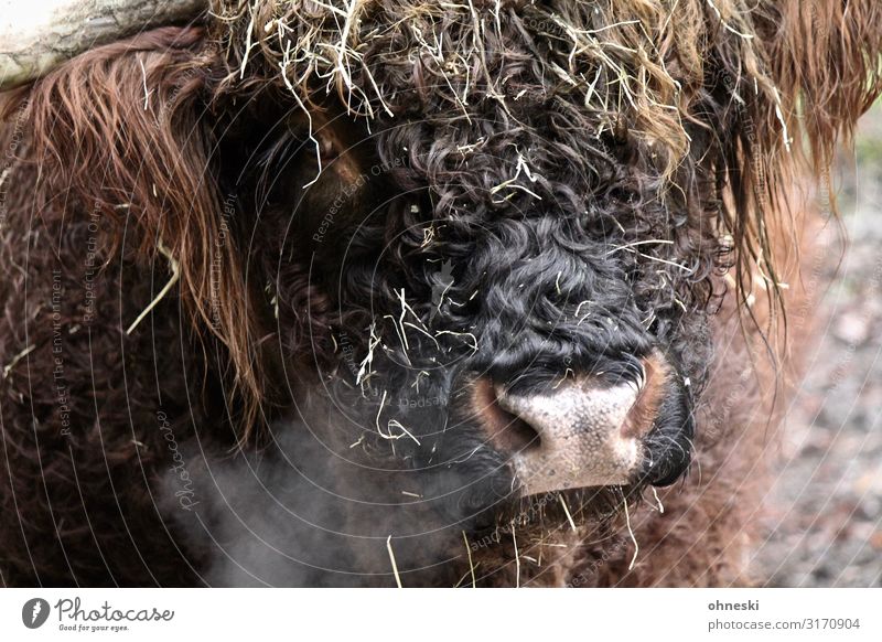 Highland cattle exhale Air Animal Farm animal Cow Cattle Bull 1 Cold Sustainability Breathe Cattle breeding Livestock breeding Colour photo Exterior shot