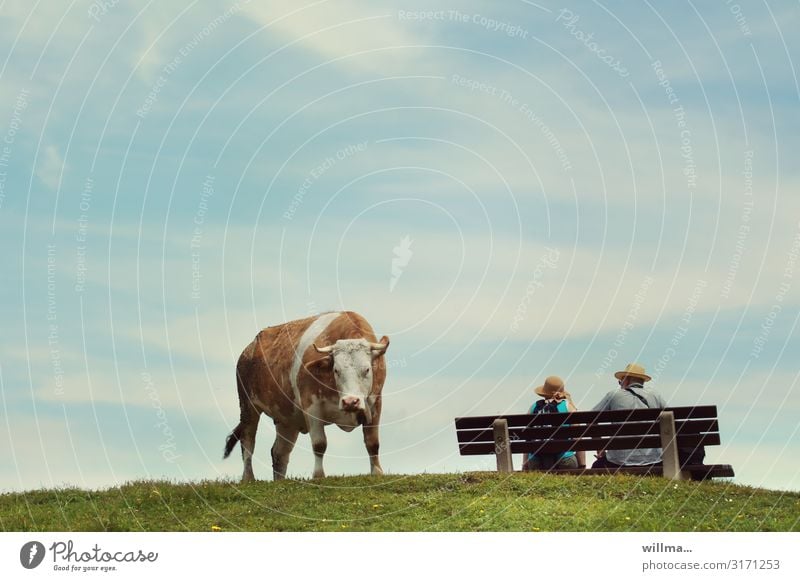 OCCUPIED. Cow Bench occupied Couple Funny Curiosity Married couple Sit Man Woman Relaxation Break Hiking trip Straw hat Fill Ignore Summer Vacation & Travel