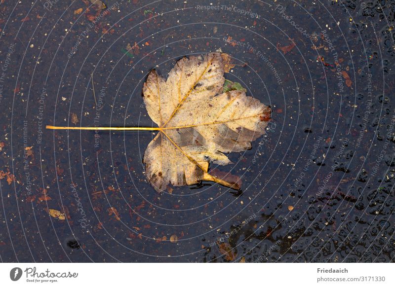 Autumn leaf in the rain Plant Water Bad weather Rain Leaf Lanes & trails Dirty Wet Under Yellow Contentment Hope Nature Transience Change Colour photo