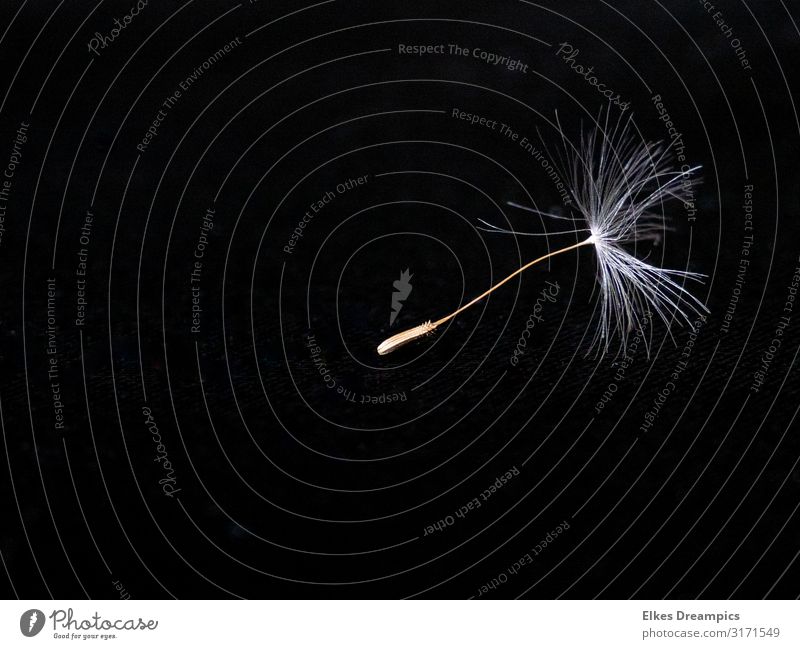 Single seed of a dandelion with black background Nature Plant Summer Esthetic Fantastic Uniqueness Small Near natural Black White Sámen Black & white photo
