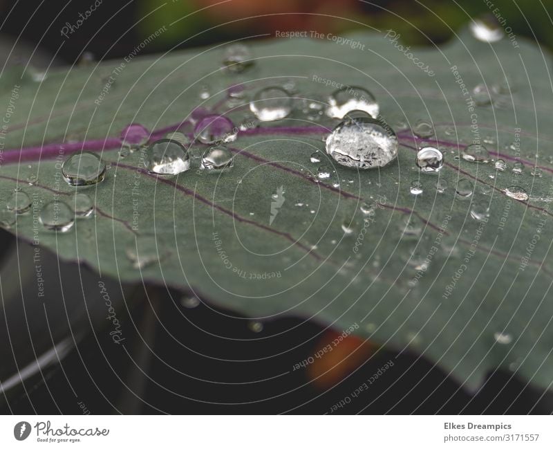 drops of water on the leaf Nature Plant Elements Water Drops of water Summer Rain Leaf Agricultural crop Garden Near Wet Natural Green Cabbage Colour photo