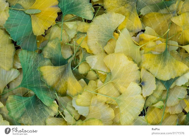 Ginkgo foliage pattern. Lifestyle Design Wellness Harmonious Relaxation Calm Meditation Hiking Agriculture Forestry Art Sculpture Environment Nature Landscape