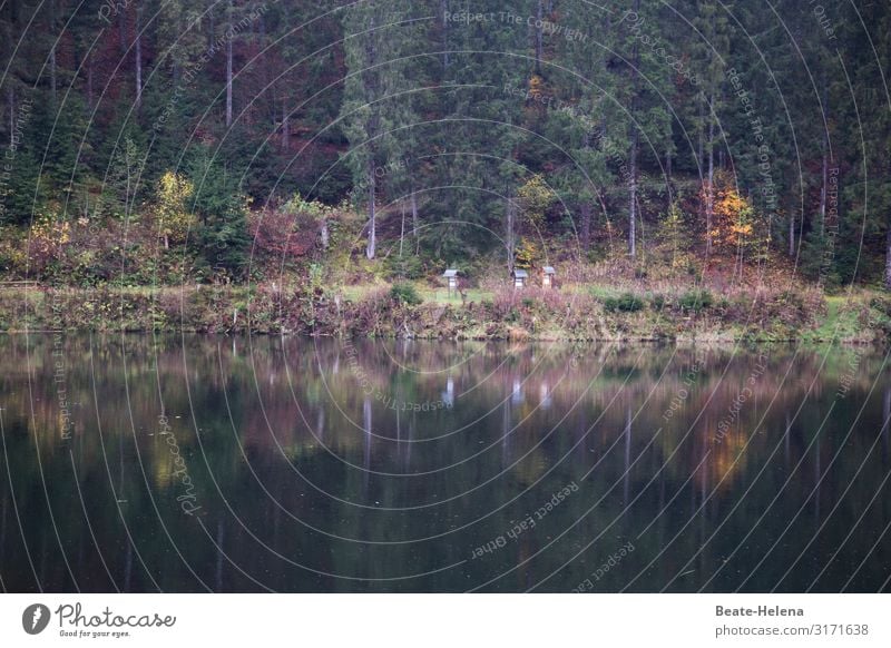 Reflection: Cool freshness in the Black Forest reflection Coolness Cooling down mountain lake Schwazwald mountain air Climate Landscape Mountain Lake Nature