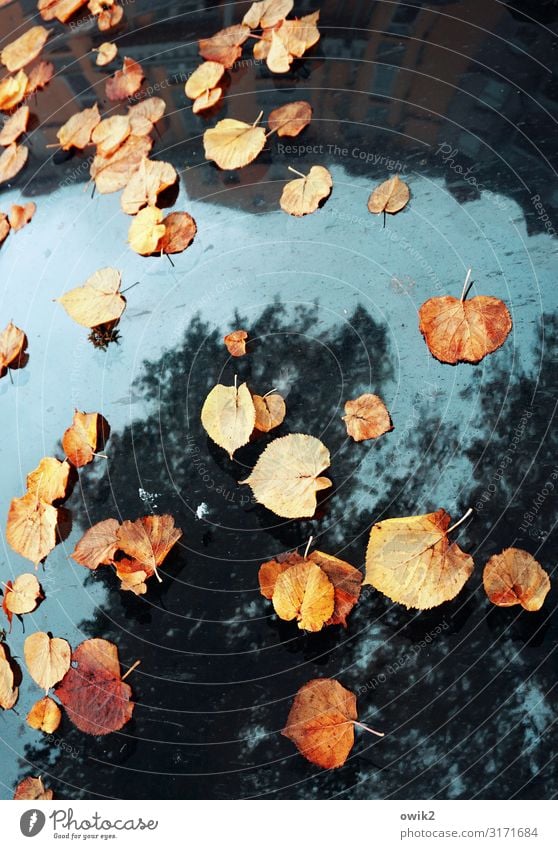 autumn meeting Plant Sky Autumn Beautiful weather Tree House (Residential Structure) Car Car Hood Mirror Mirror image Together Under Blue Multicoloured Yellow