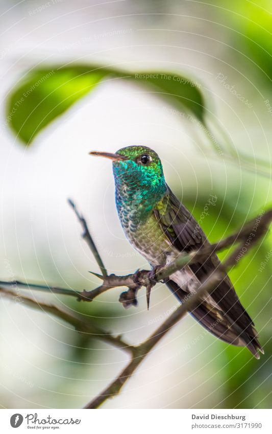 hummingbird Vacation & Travel Adventure Nature Beautiful weather Virgin forest Wild animal Bird Wing 1 Animal Green Turquoise Experience Idyll Hummingbirds