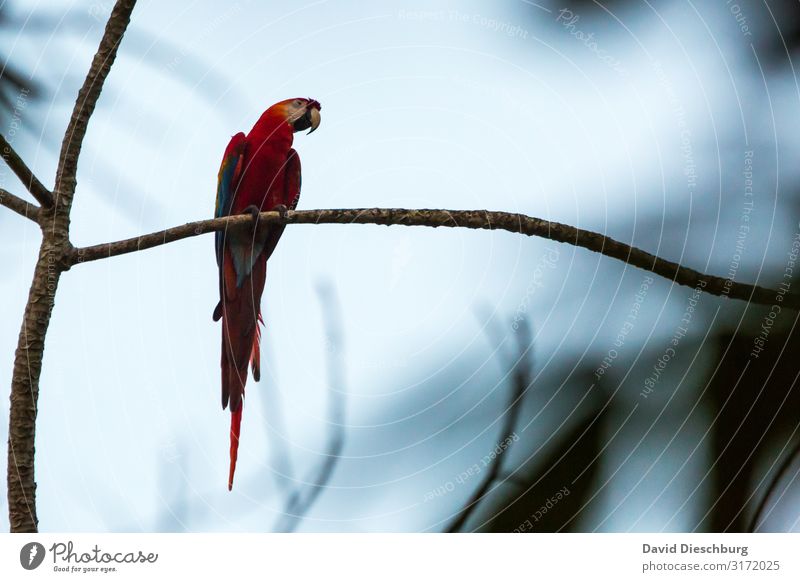 macaw Vacation & Travel Expedition Nature Cloudless sky Beautiful weather Plant Tree Forest Virgin forest Animal Wild animal Bird 1 Environment